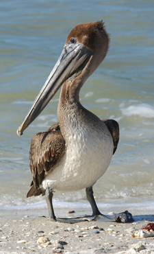 Pelican photo