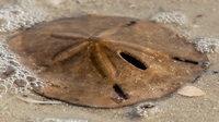 Sand Dollar by Rod Wiley