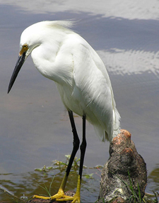 Snowy Egret photo