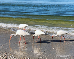 Ibis by Robb Stan photo