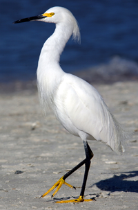 Snowy Egret photo